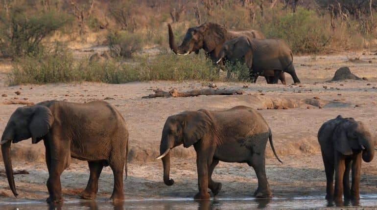 As part of world's first 'rewilding' efforts, UK elephants head to the wild in Kenya