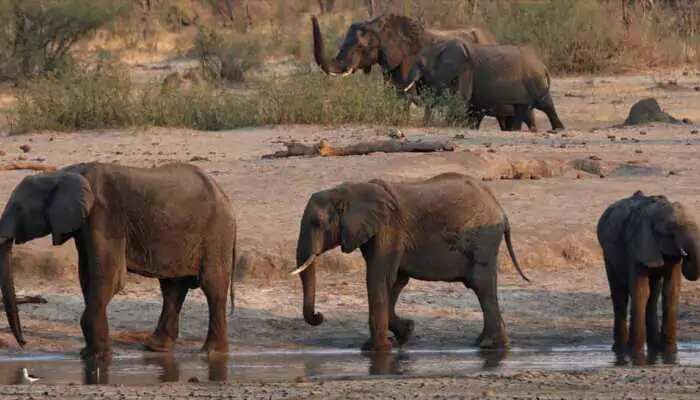 Zimbabwe finds more elephant carcasses, Elephants die from suspected infection