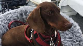 Dog travels from South Carolina to Australia to re-unite with owners