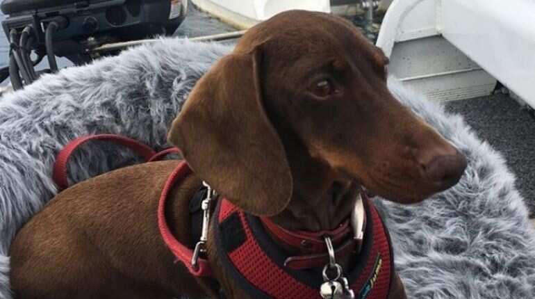 Dog travels from South Carolina to Australia to re-unite with owners