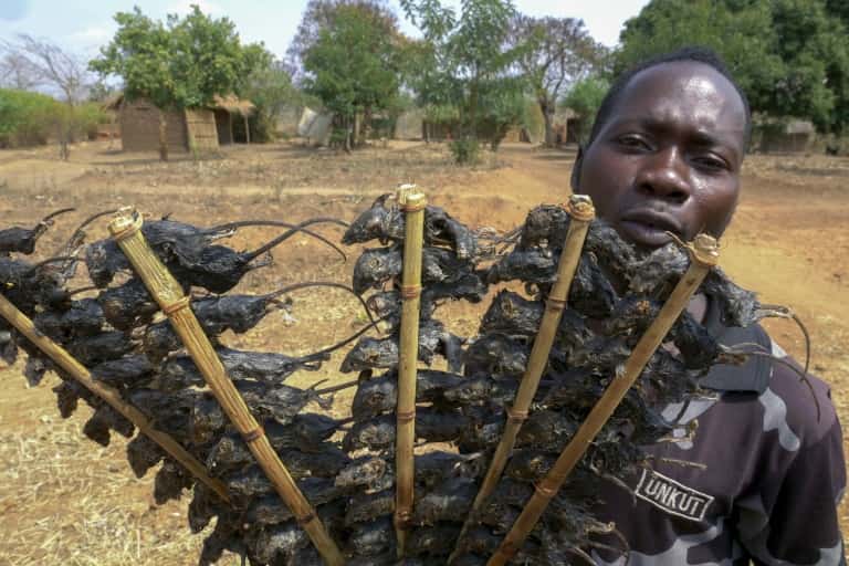 Roasted mice, a popular delicacy, turn saviour in coronavirus-hit rural Malawi Roasted mice, a popular delicacy, turn saviour in coronavirus-hit rural Malawi