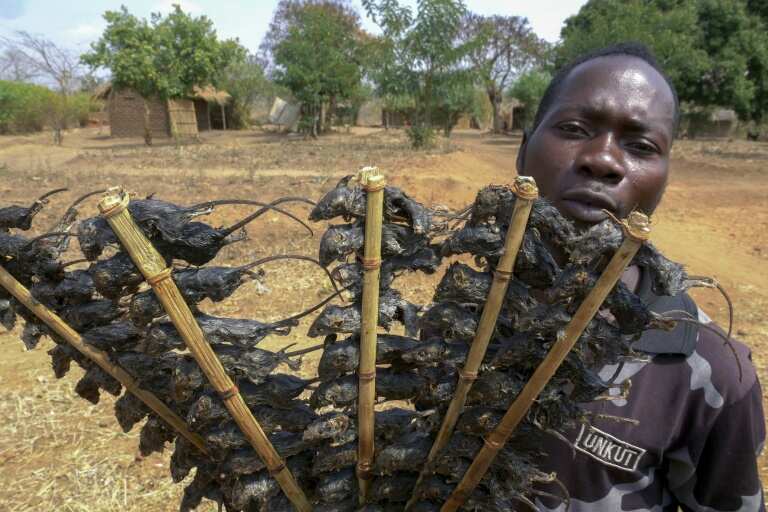 Roasted mice, a popular delicacy, turn saviour in coronavirus-hit rural Malawi