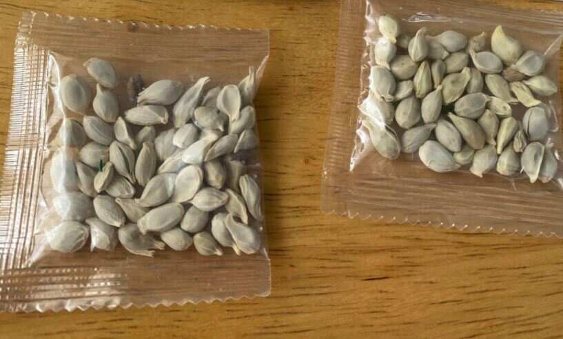 Amazon bans sales of foreign seeds in US after thousand receive mysterious packets