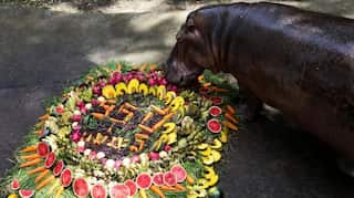In pics: Thailand celebrates 55th birthday of Mae Mali, its oldest hippopotamus