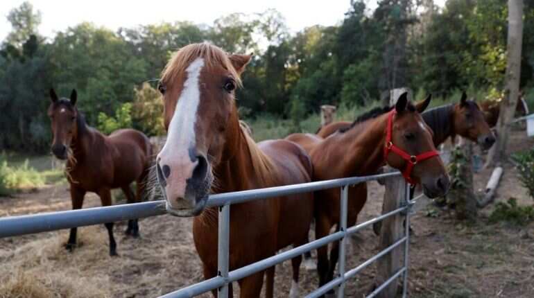 Horses in France falling prey to grisly mutilations Horses in France falling prey to grisly mutilations
