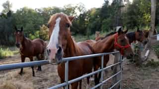 France initiates 150 probes into nationwide horse mutilations and killings