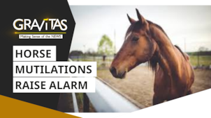 Gravitas: Mysterious horse killings in France