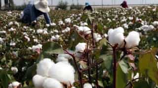 US election 2020: Trump administration to ban imports from China over forced labour