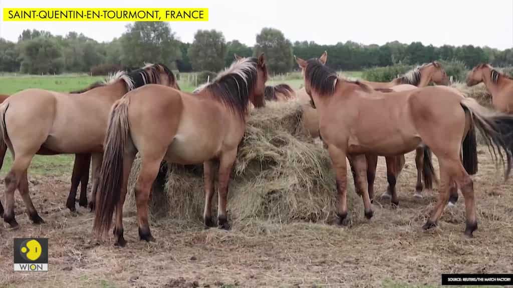 Fearful French horse owners want mystery mutilator caught