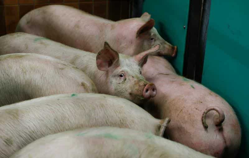 China bans German pork imports after African swine fever case China bans German pork imports after African swine fever case