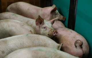 In China, vegetables become pricier than pork