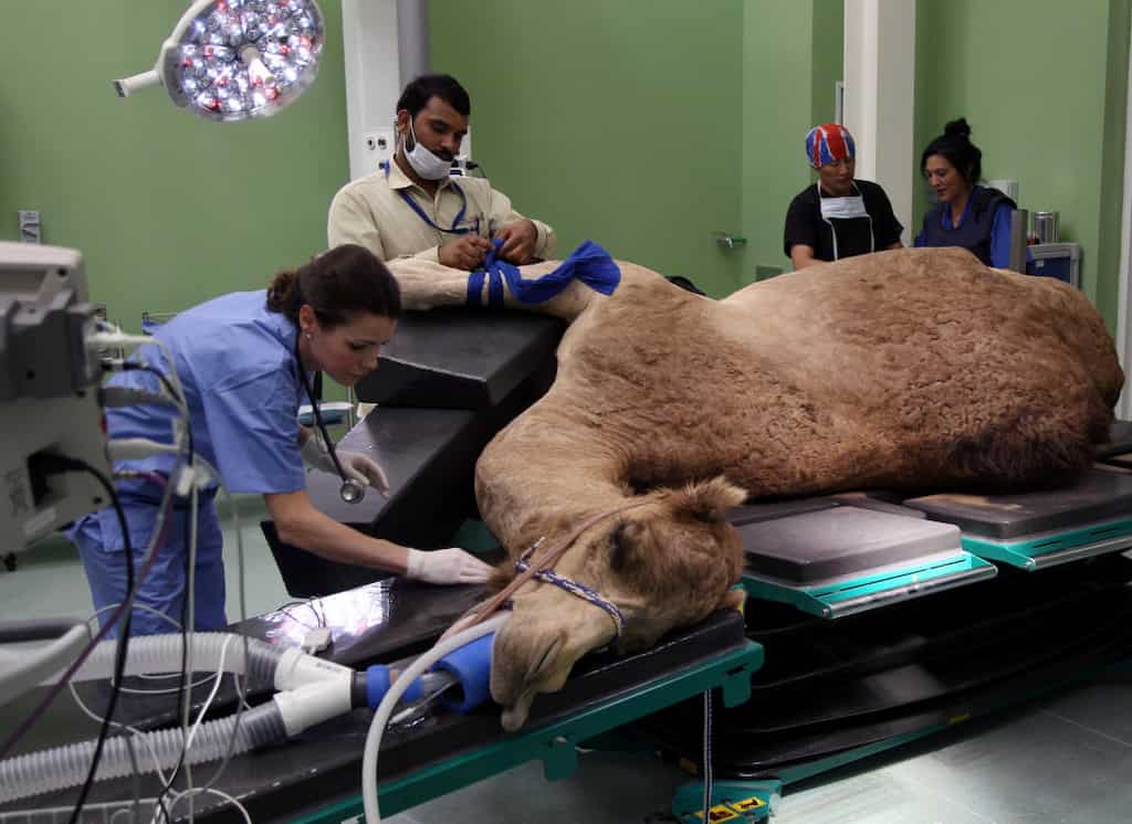 Saudi Arabia celebrates opening of world's largest camel hospital