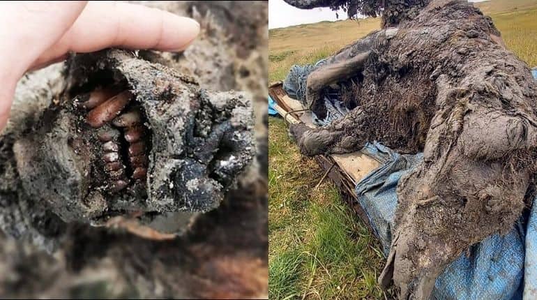 Russia: 39,000-year-old cave bear's remains found intact in Siberia Russia: 39,000-year-old cave bear's remains found intact in Siberia