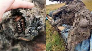 Russia: 39,000-year-old cave bear's remains found intact in Siberia