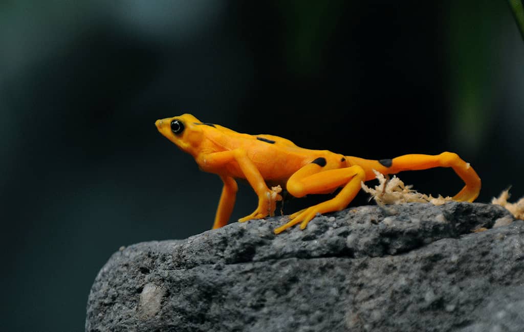'Superfungus' threatens last Panamanian golden frogs 'Superfungus' threatens last Panamanian golden frogs