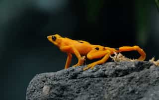 'Superfungus' threatens last Panamanian golden frogs