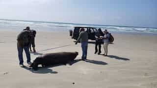 Mystery over death of 137 sea lions continues in Mexico