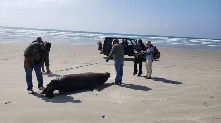 Mystery over death of 137 sea lions continues in Mexico