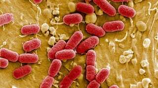 United States reports five cases of infections caused by a flesh-eating bacteria