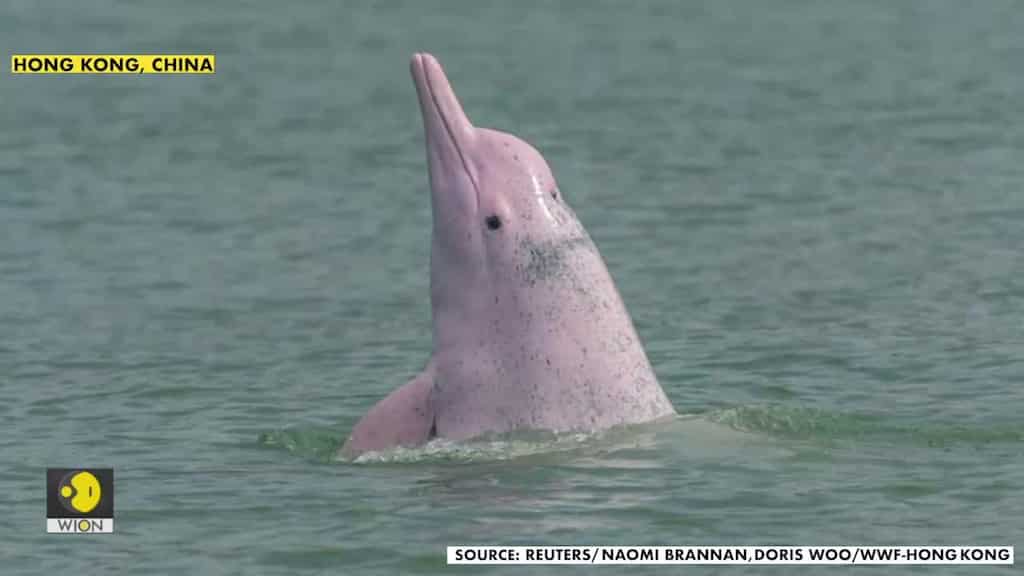 Rare dolphins make a comeback in quieter Hong Kong waters