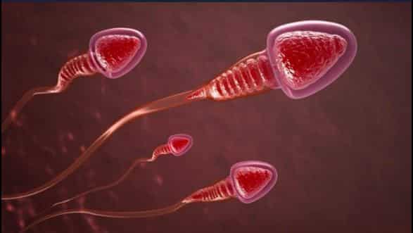 Sperm count decreasing worldwide due to increased exposure to pesticides: Study