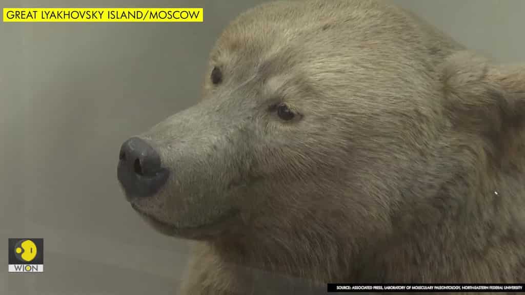 Intact Ice Age cave bear found in Arctic Russia