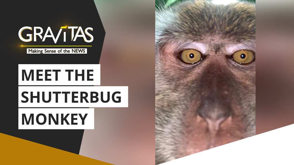 Gravitas: Monkey steals phone, clicks selfies