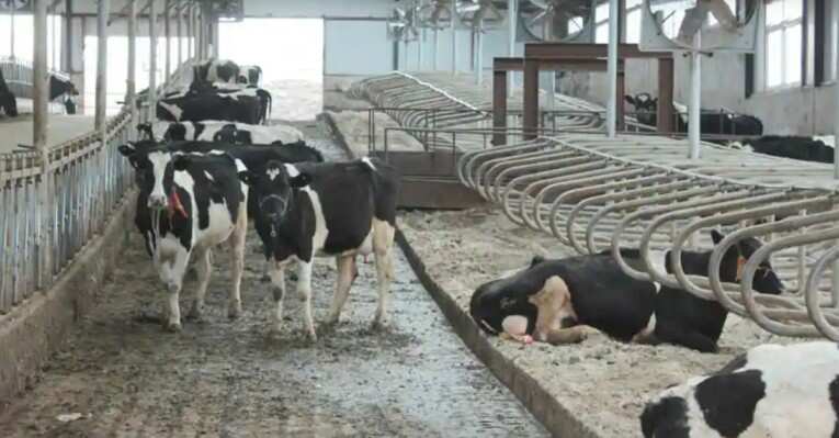 Brucellosis outbreak infects thousands in China amid coronavirus pandemic Brucellosis outbreak infects thousands in China amid coronavirus pandemic