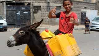 In war-torn Yemen, how donkeys became a prized commodity