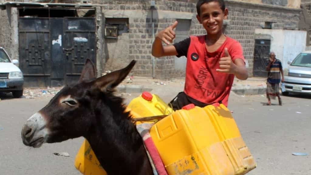 In war-torn Yemen, how donkeys became a prized commodity