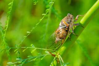 Earth is losing 2% bugs every year. Scientists call it 'insect apocalypse'.