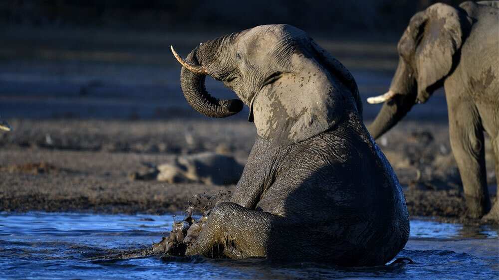 Climate change has killed more elephants than poachers: Kenyan government