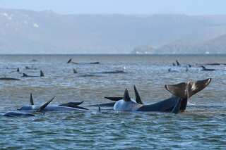 Rescuers' race against time to save 180 stranded whales in Australia