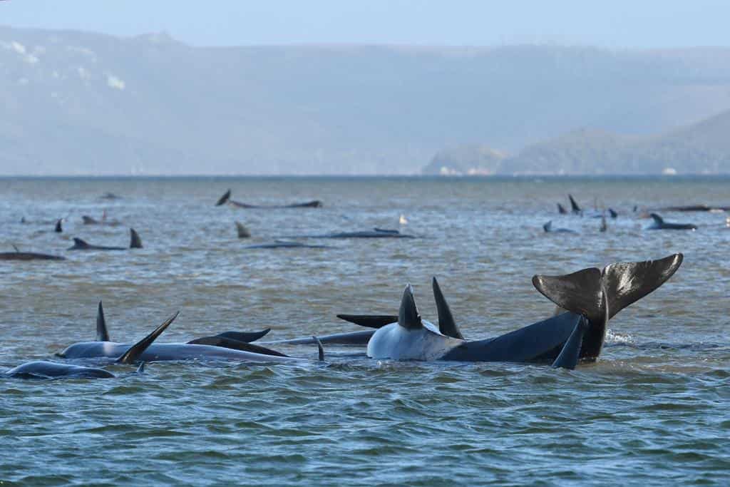 Rescuers' race against time to save 180 stranded whales in Australia