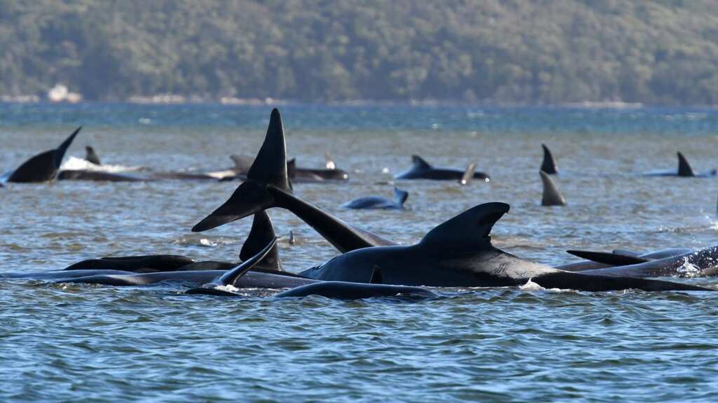 Australia: 90 whales killed after being stranded near Tasmania, rescue ops underway for another 180
