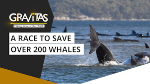 Gravitas: Hundreds of whales stranded on sandbar in Australia