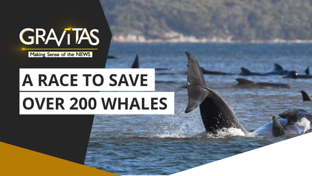 Gravitas: Hundreds of whales stranded on sandbar in Australia