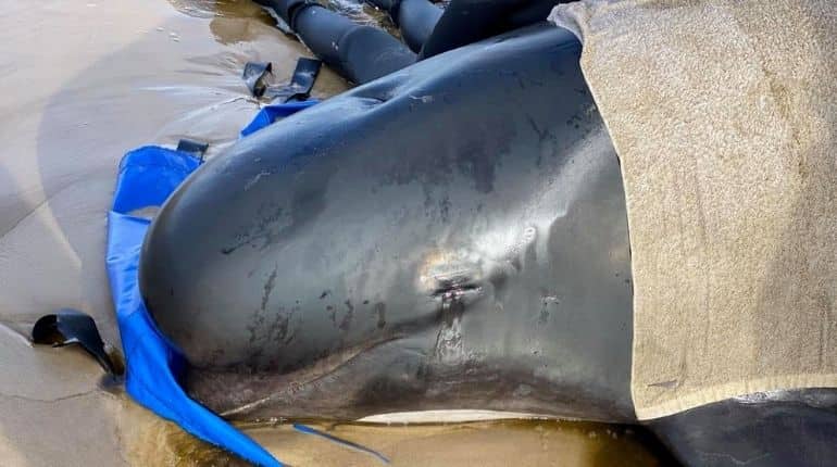 Australia says majority of 470-strong beached whale pod has died Australia says majority of 470-strong beached whale pod has died