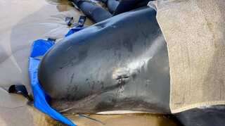 Australia says majority of 470-strong beached whale pod has died