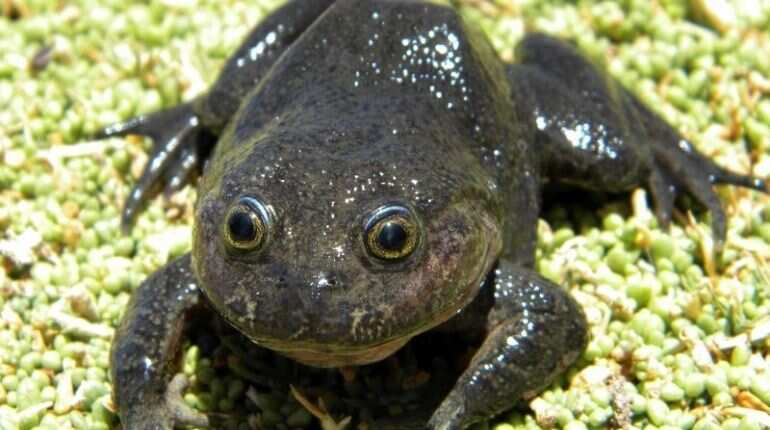 Chilean researchers rediscover species of 'ghost' frog that was found decades ago Chilean researchers rediscover species of 'ghost' frog that was found decades ago