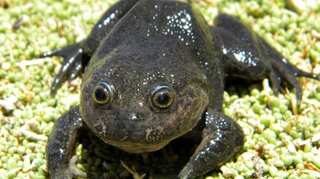 Chilean researchers rediscover species of 'ghost' frog that was found decades ago