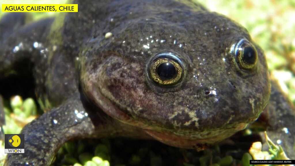 Chilean scientists rediscover 'ghost' frog in far-flung desert hot spring