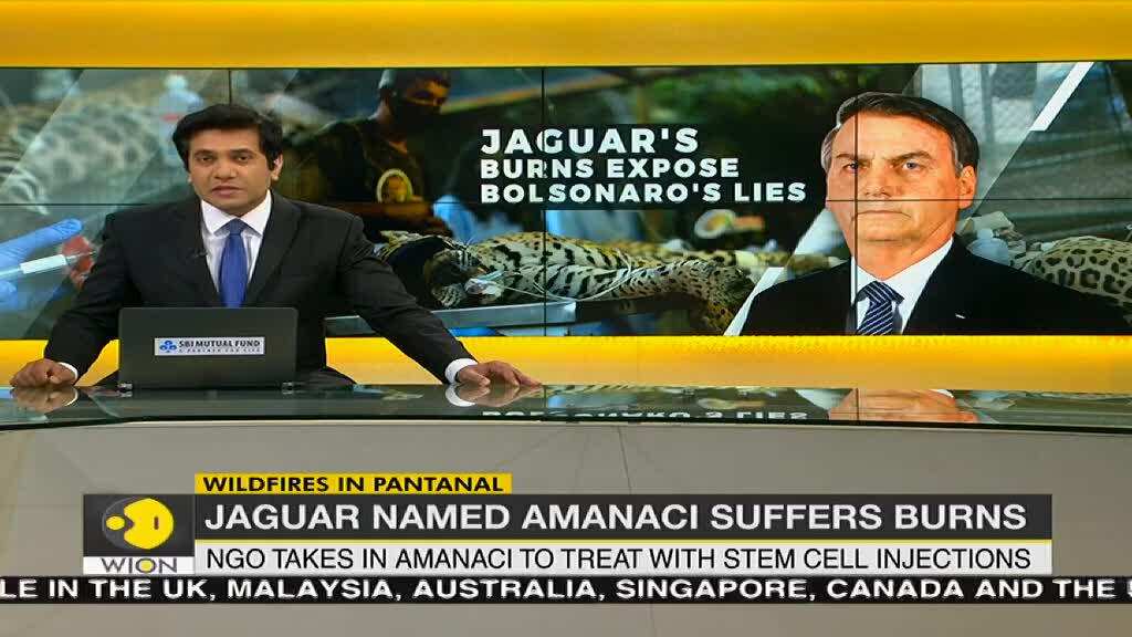 Wildfires in Pantanal: Jaguar named Amanaci suffers burns