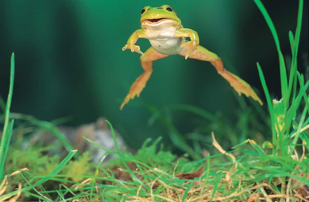 Hall's water frog rediscovered by Chilean scientists