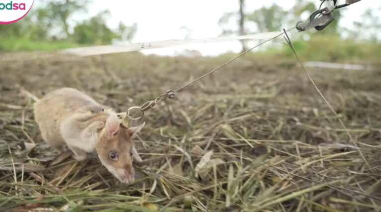 'Hero rat' awarded gold medal for hunting landmines