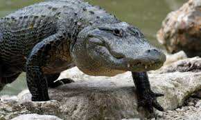 New-age job on the block: An alligator hunter