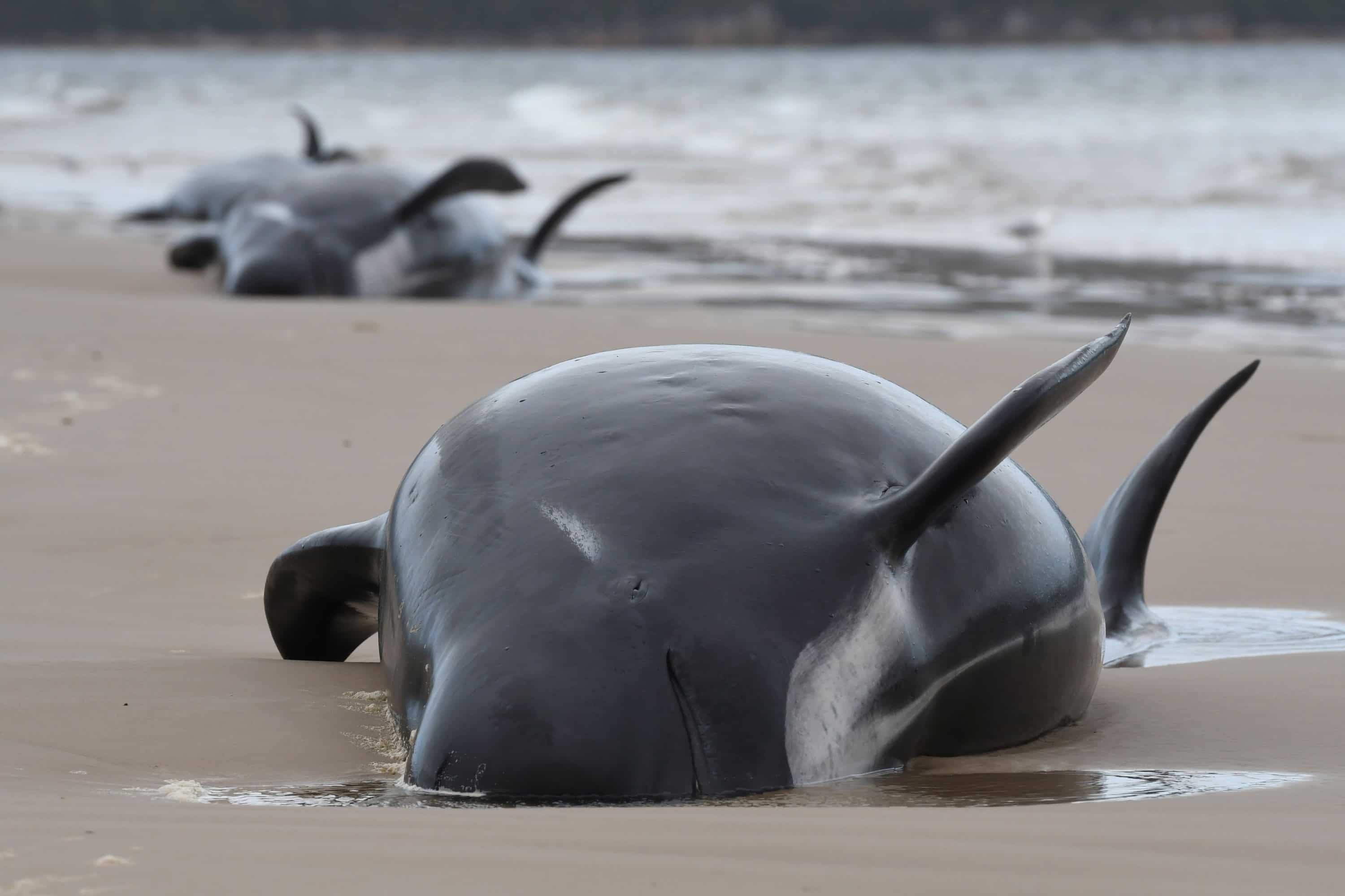Australia begins disposing hundreds of dead whales after rescuing 108 Australia begins disposing hundreds of dead whales after rescuing 108