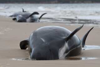 Australia begins disposing hundreds of dead whales after rescuing 108
