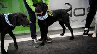 Dogs used to detect coronavirus in pilot project at Helsinki airport