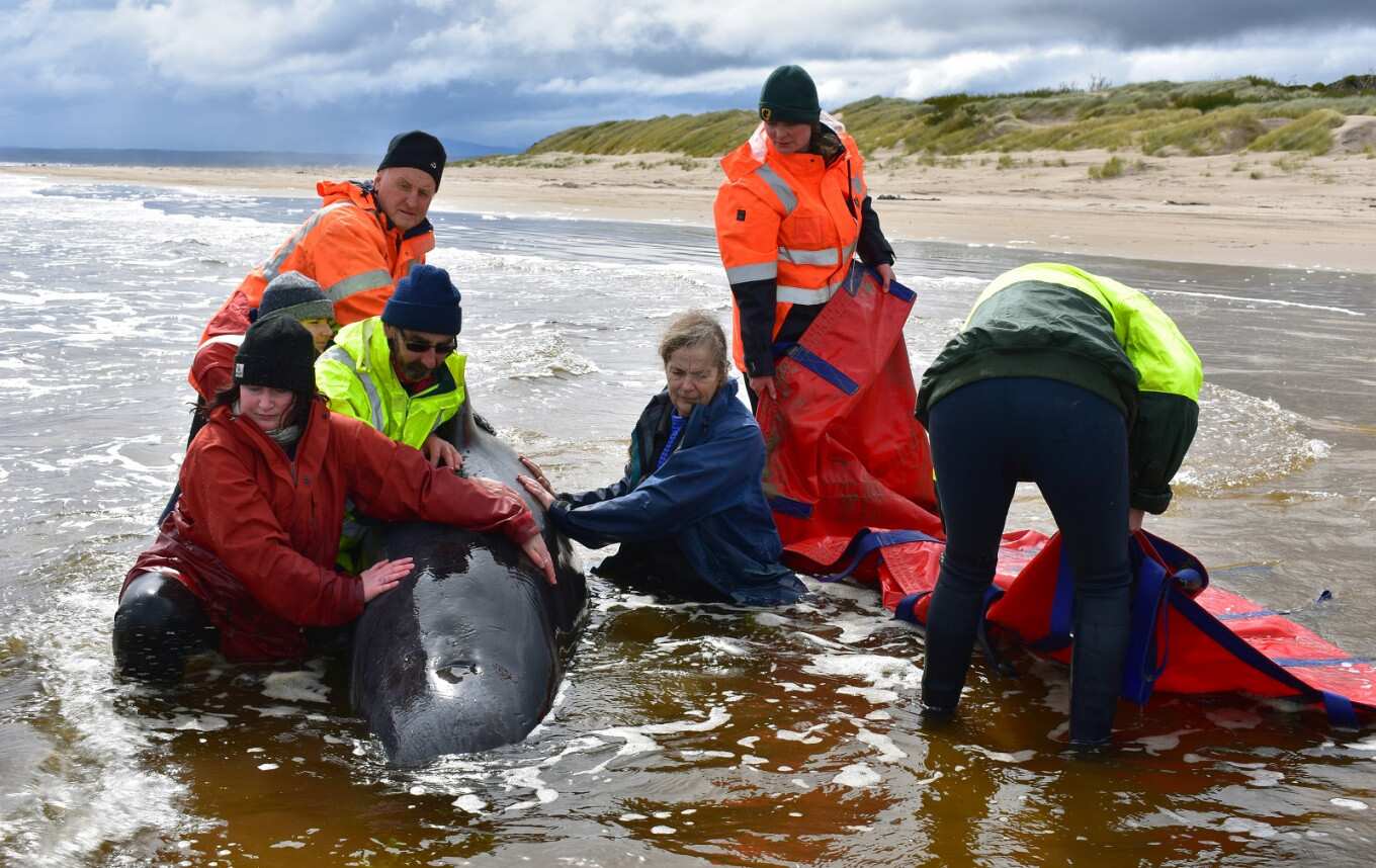 Final whale saved from grim Australia mass stranding Final whale saved from grim Australia mass stranding